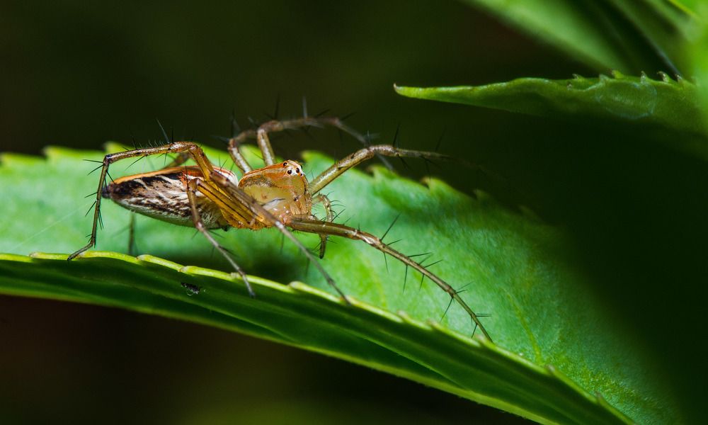 Photograph by Dipayan Debbarma