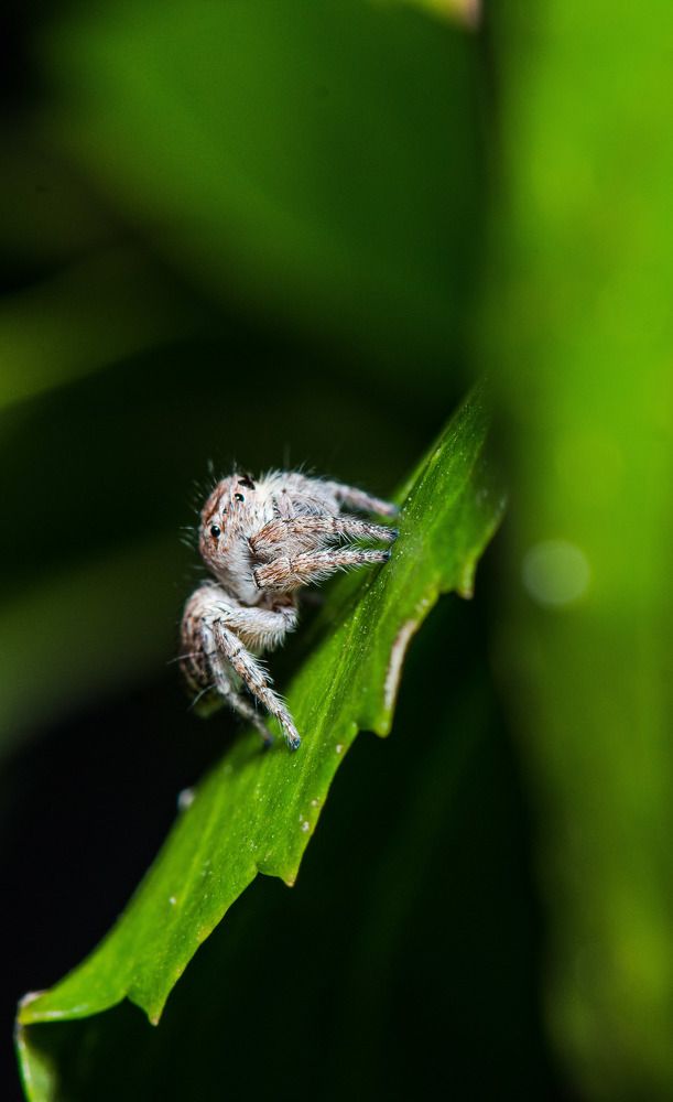 Photograph by Dipayan Debbarma