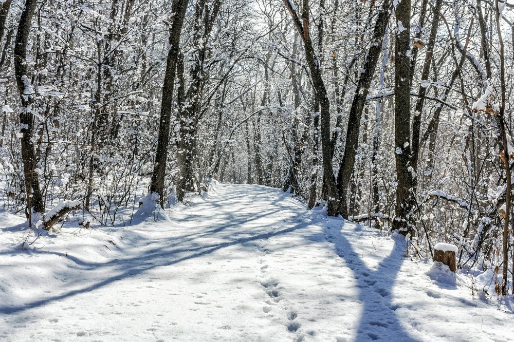 Утро в лесу