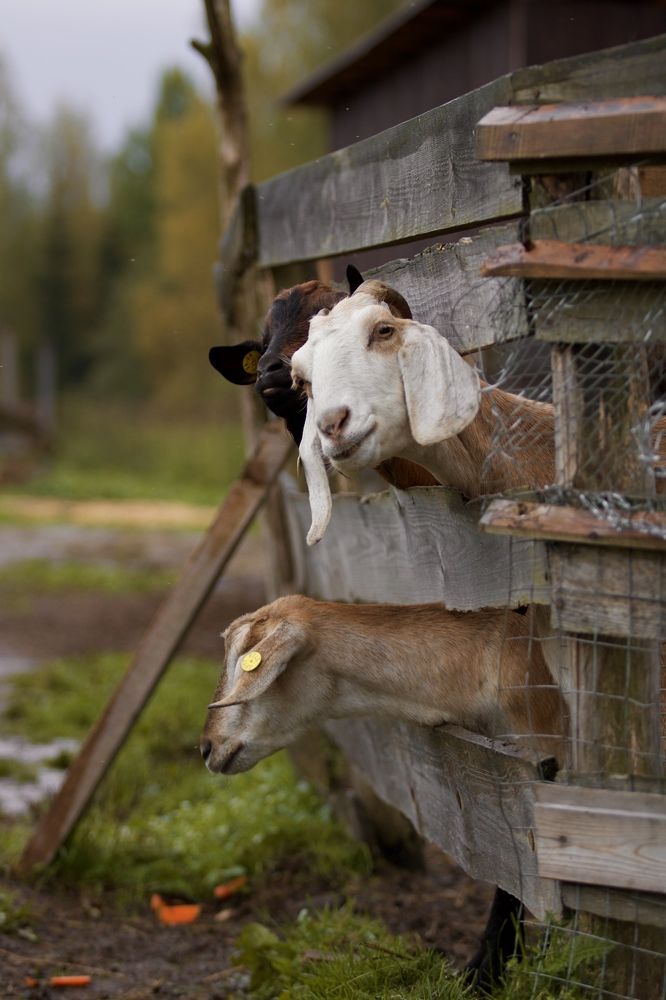 Photograph by Елена Ковалева