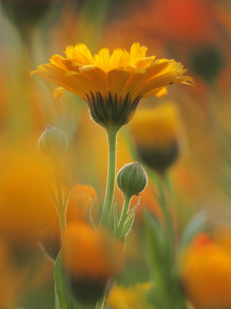 Photograph by Farid Ataei