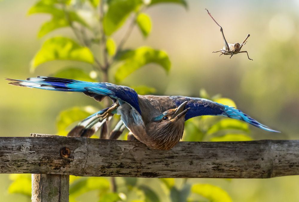 Photograph by Kakali Mukherjee