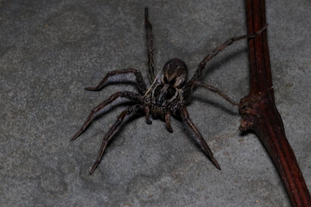 Photograph by GreKob