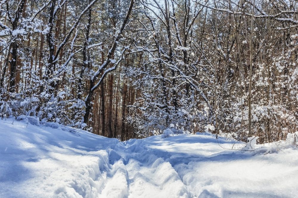 При выходе из леса