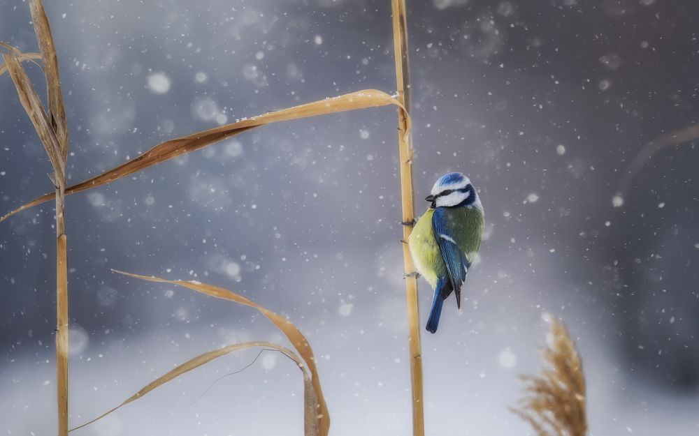 Зимняя синичка