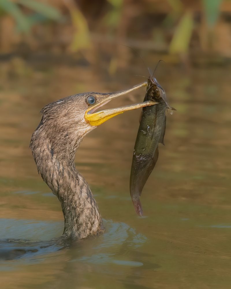 Фотография автора M Anandhu