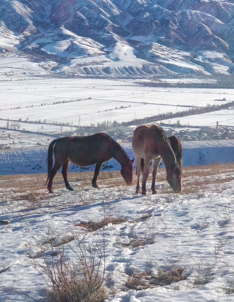 Photograph by Орынбек Асилбаев