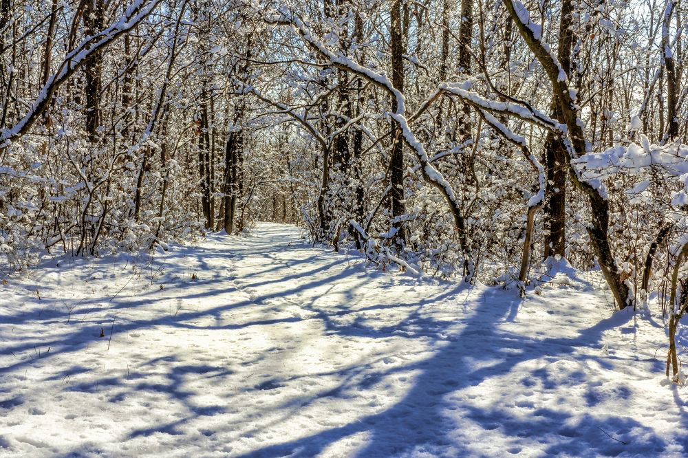 Арки деревьев под снегом..