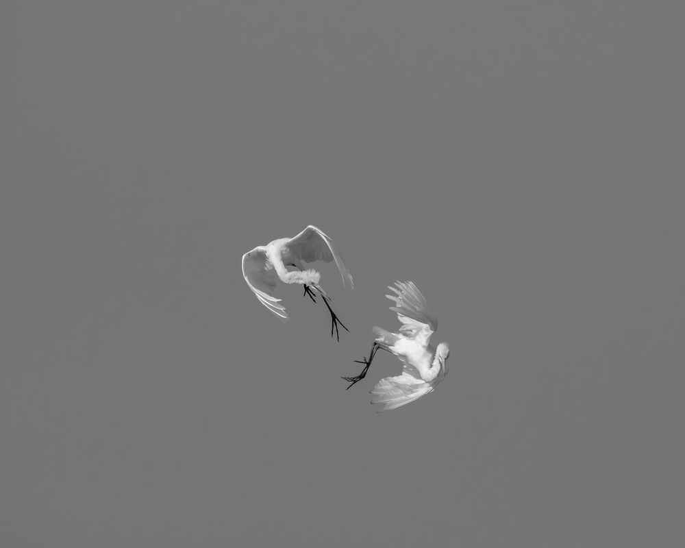 Dancing or Fighting ?