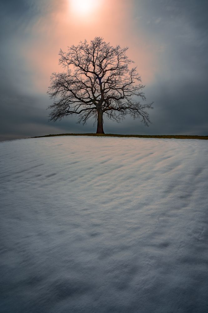 The lonely tree
