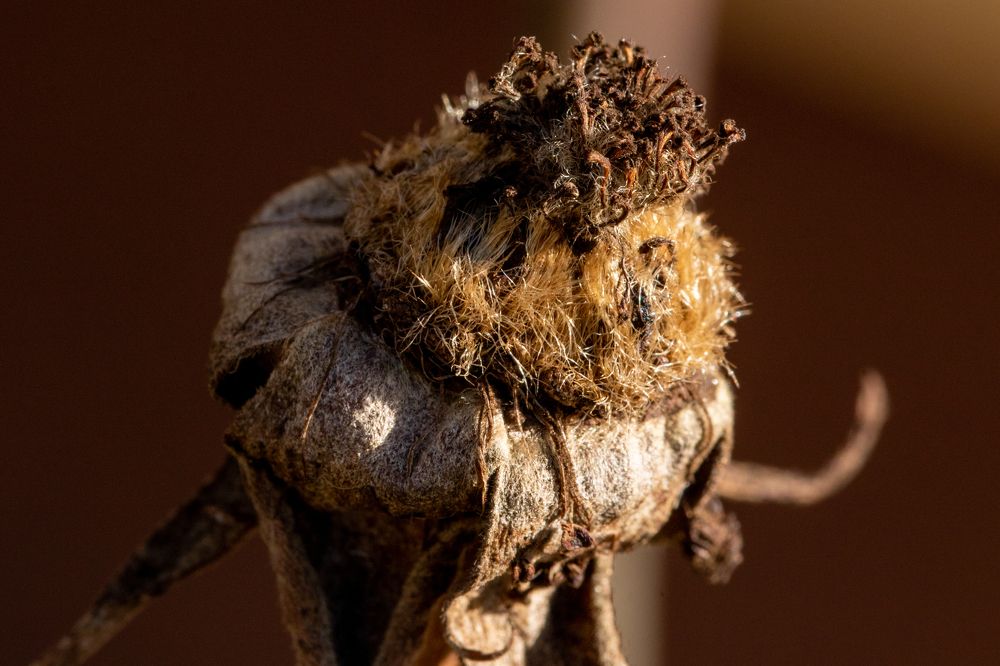 Photograph by Gregor Kobilica