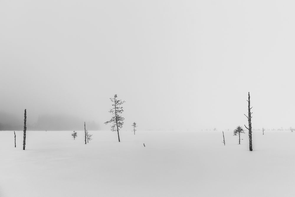 Photograph by Крицак Ольга