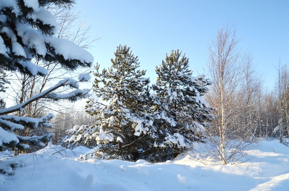 Зимняя сказка