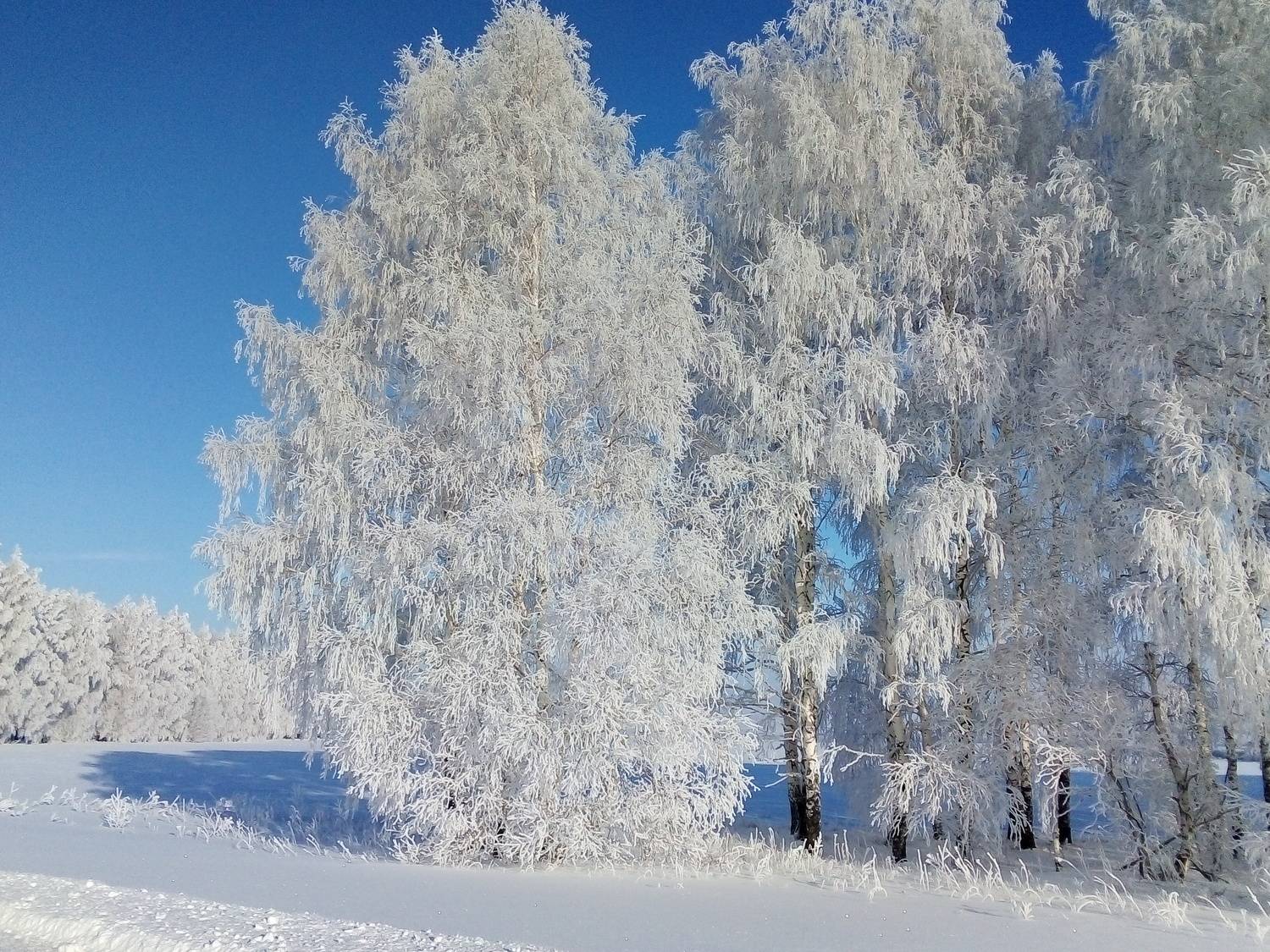 Photo #7128618