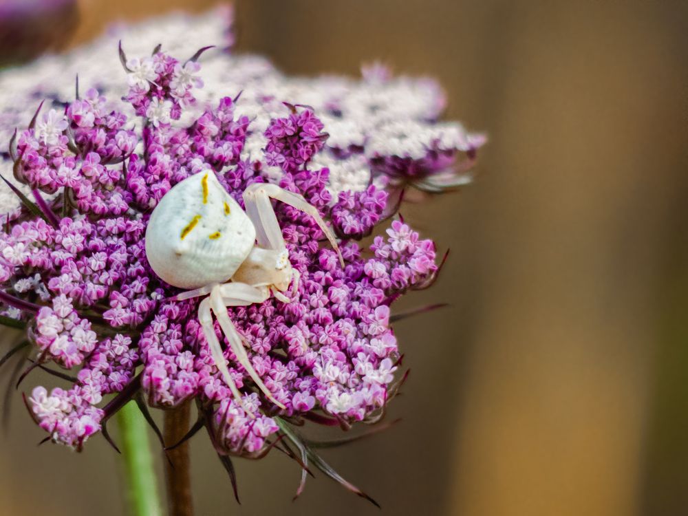 Photograph by Rui Santos