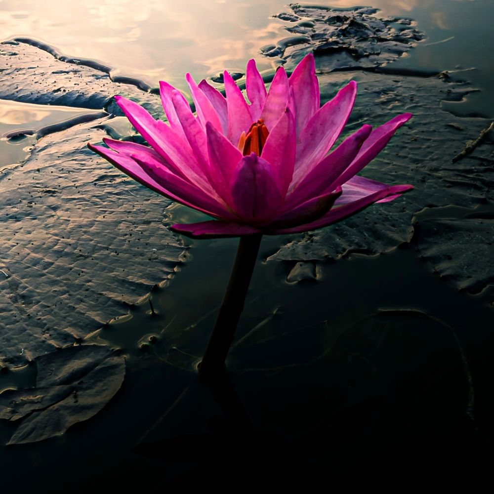 Photograph by Baishakh Adhikary