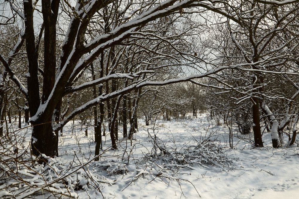 Photograph by Владимир Харчиков