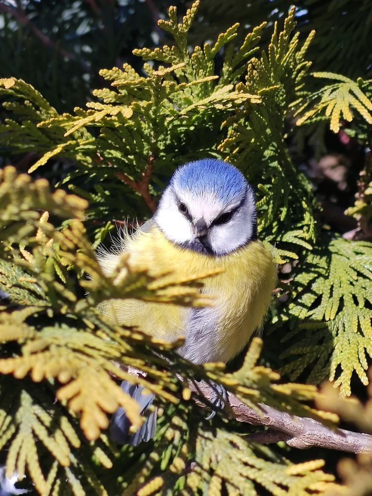 Bluetit