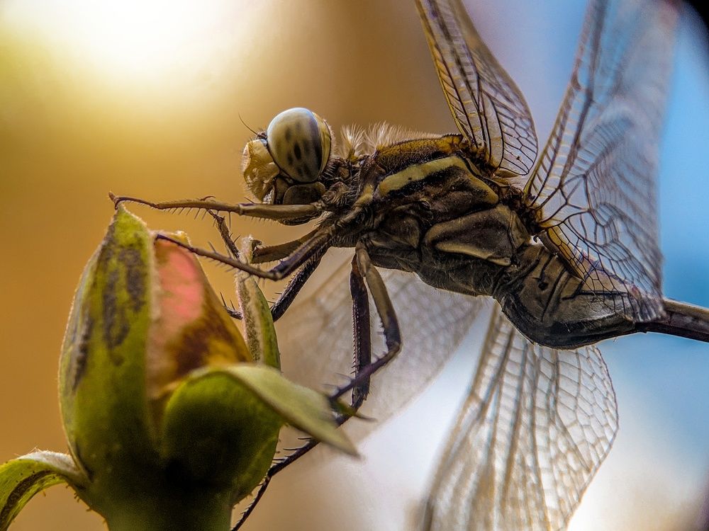 Photograph by sandhya kudli