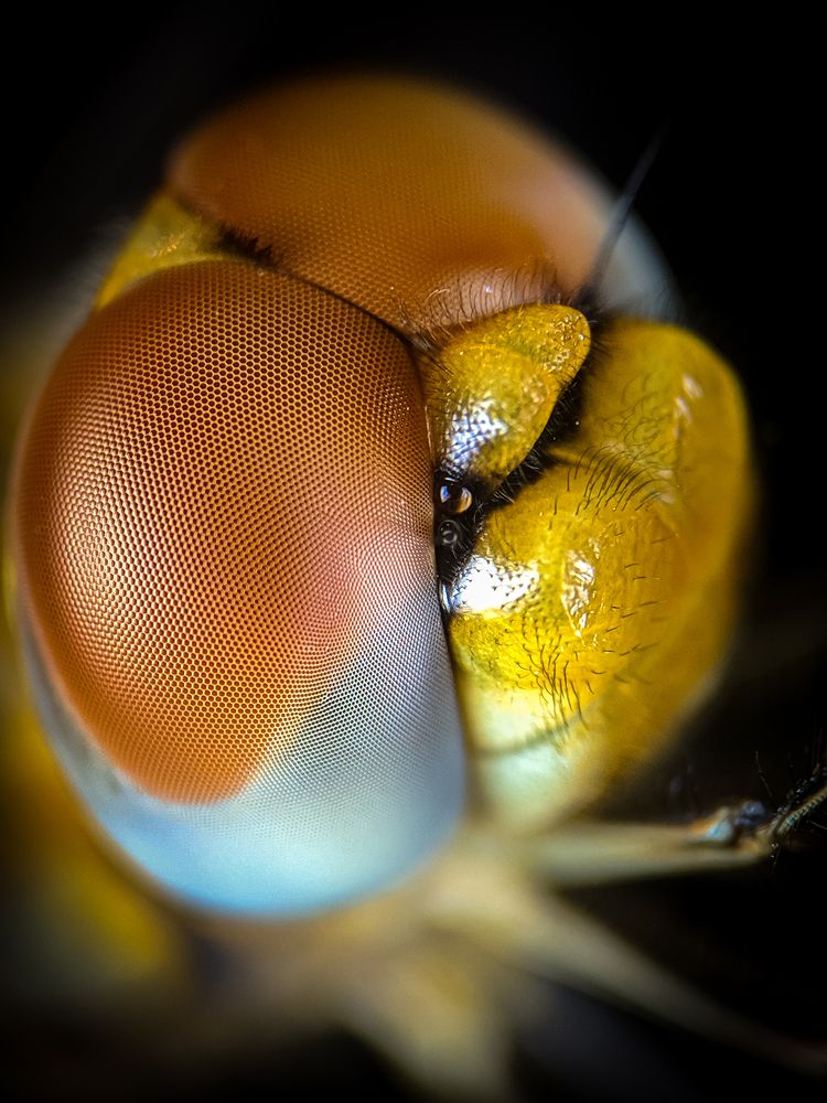 Photograph by sandhya kudli