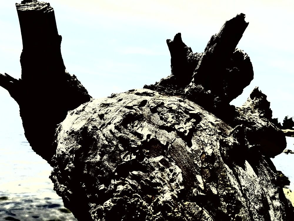 Photo #7128959