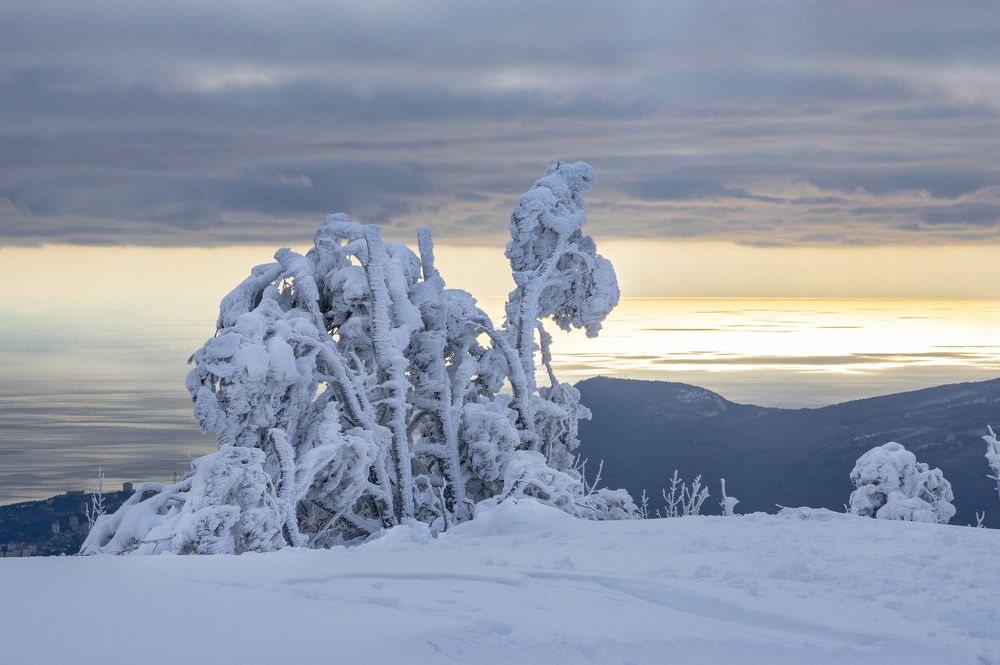 Снежный динозавр