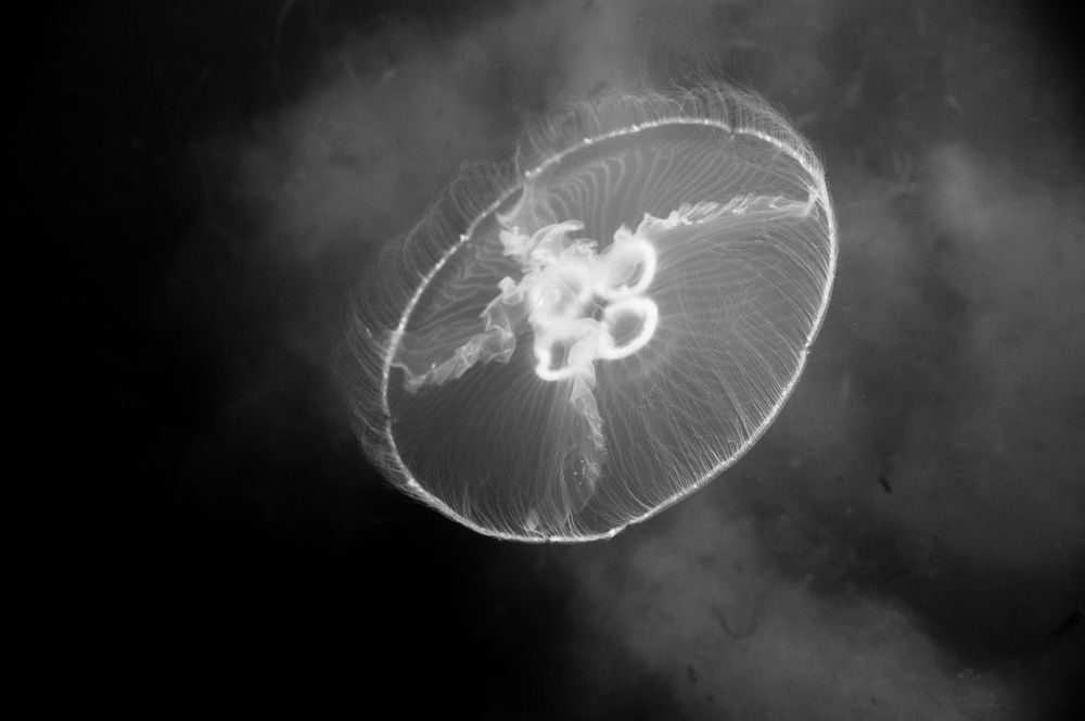 Photograph by Кирилл Владыкин