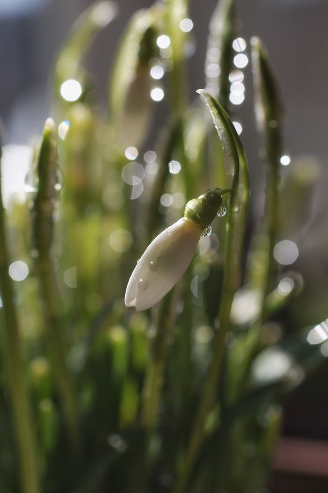 Подснежники