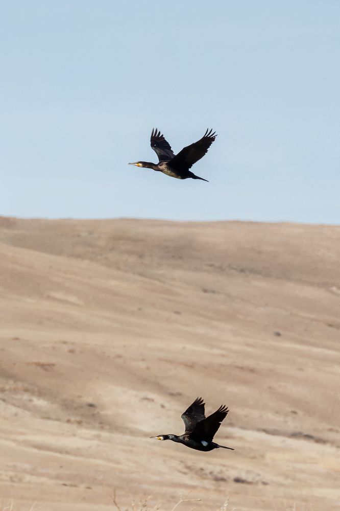 Принцип домино.