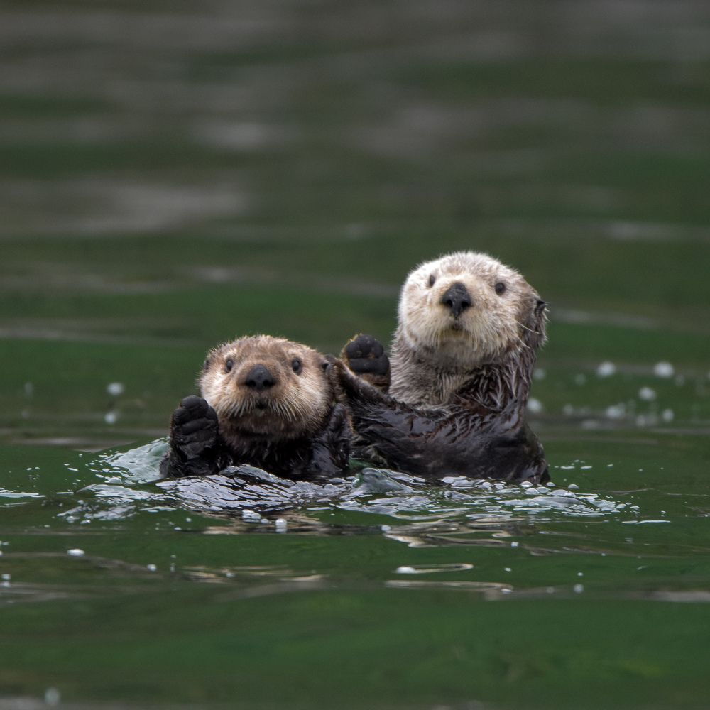 Милые каланы