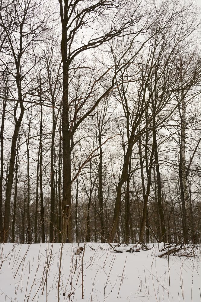 Photograph by Ольга Истомина