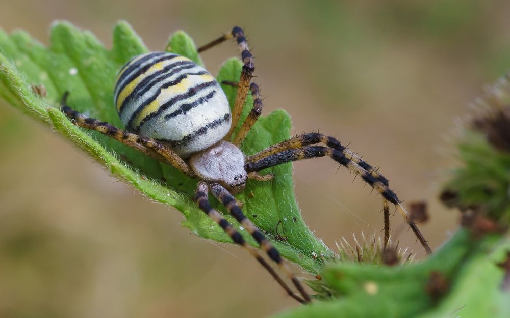 Фотография автора Николай Бологов