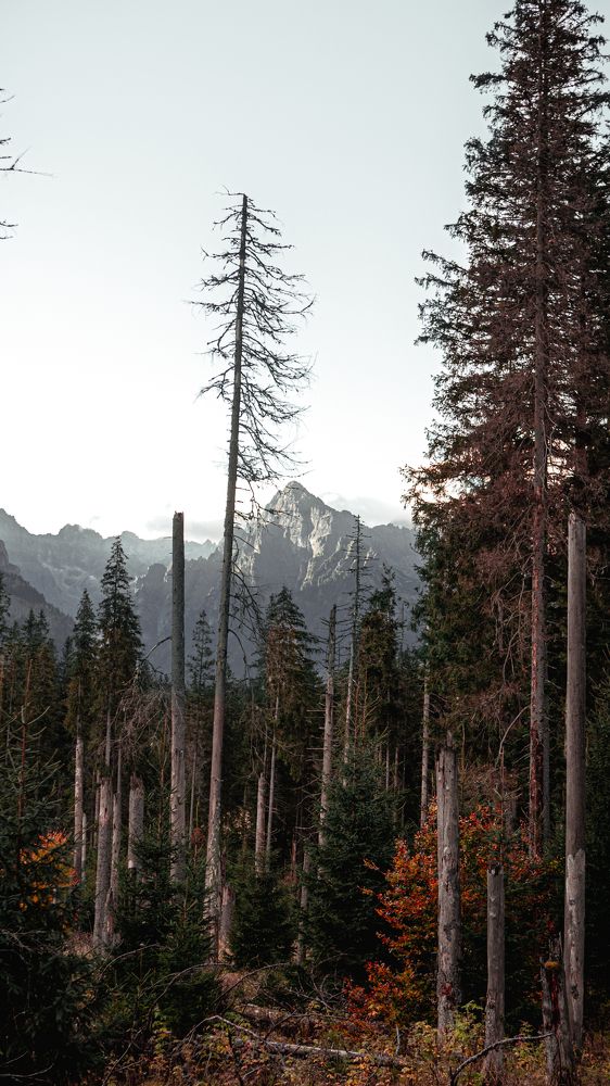 Photo #7129827