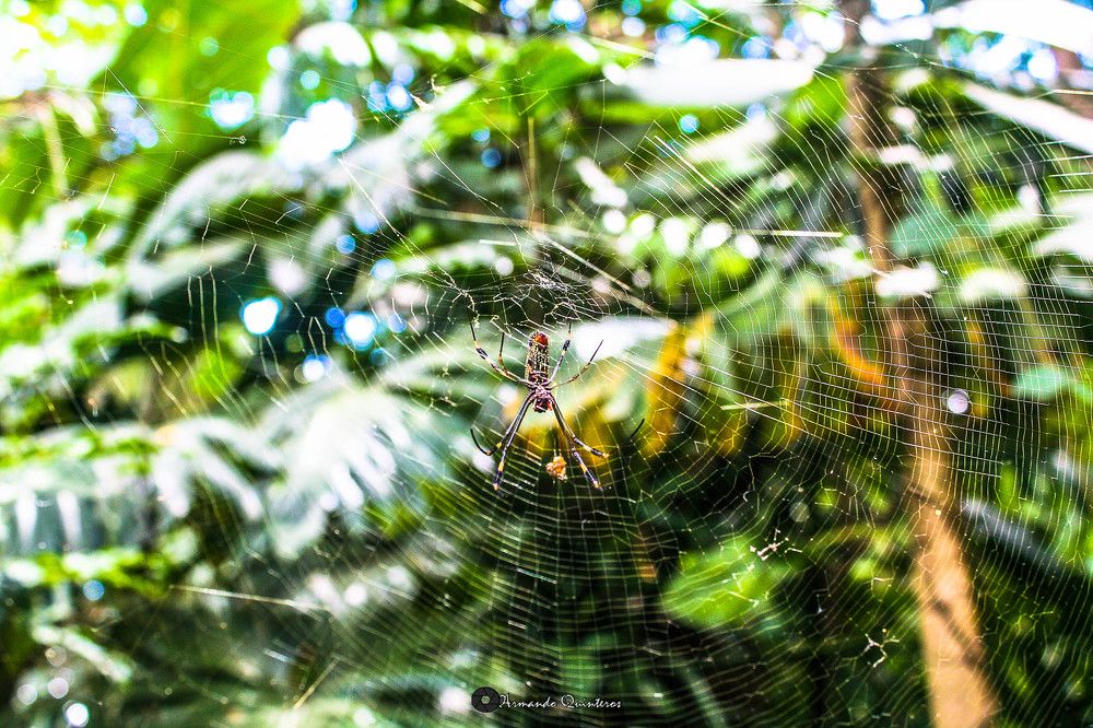 Photograph by Armando Quinteros