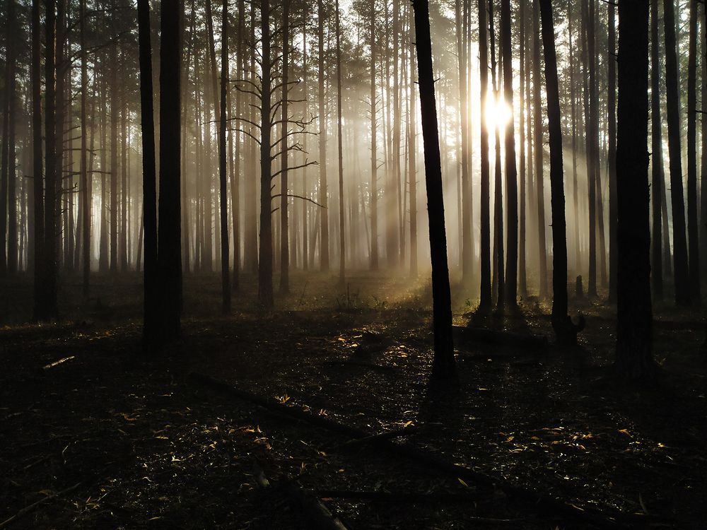 Утро в лесу