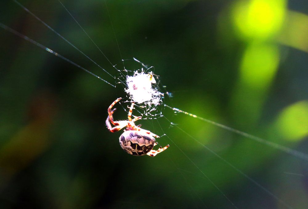 Photograph by Бердибек Султамуратов