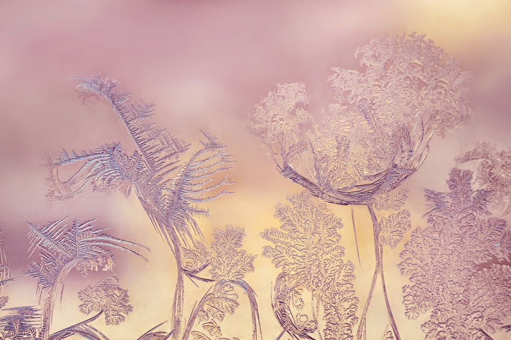 Ледяные цветы.