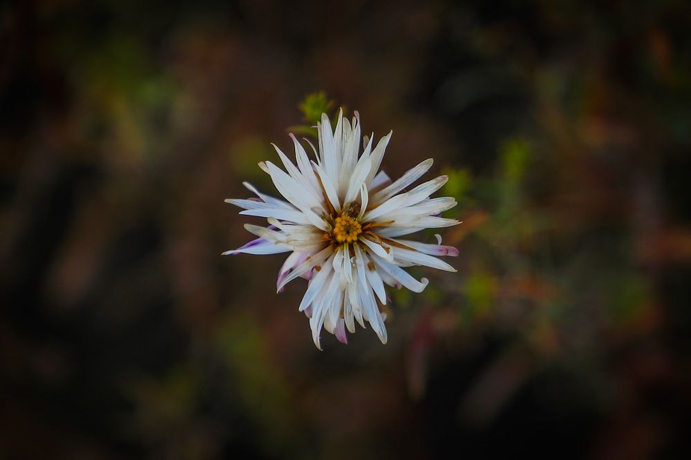 Фотография автора Юрий Фефилов