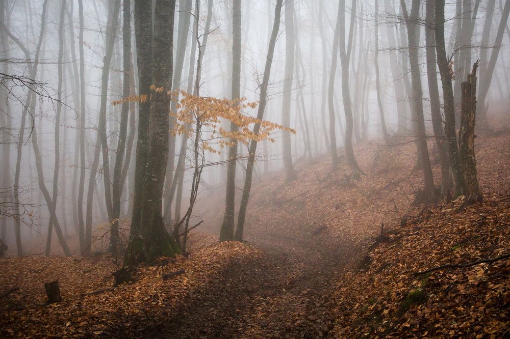 Photograph by Елена Покрепа