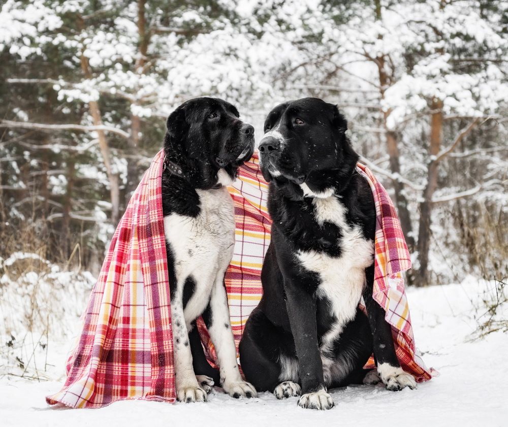 В сосновом лесу