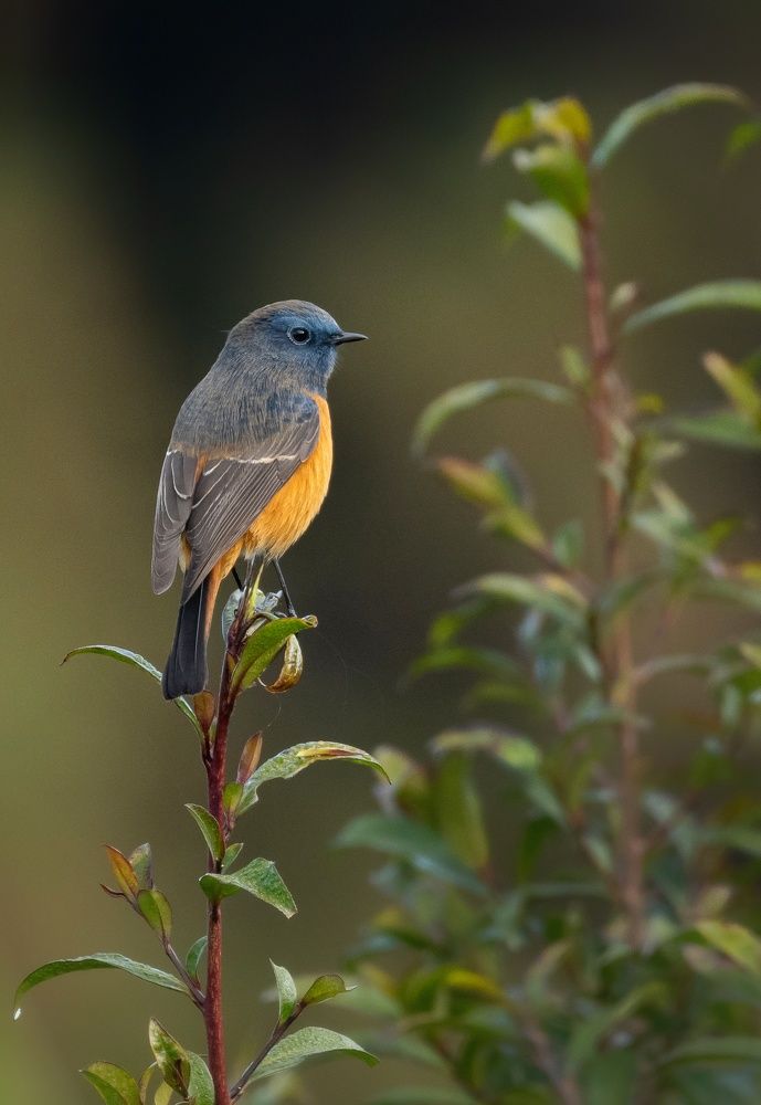 Фотография автора Sougata Pramanick