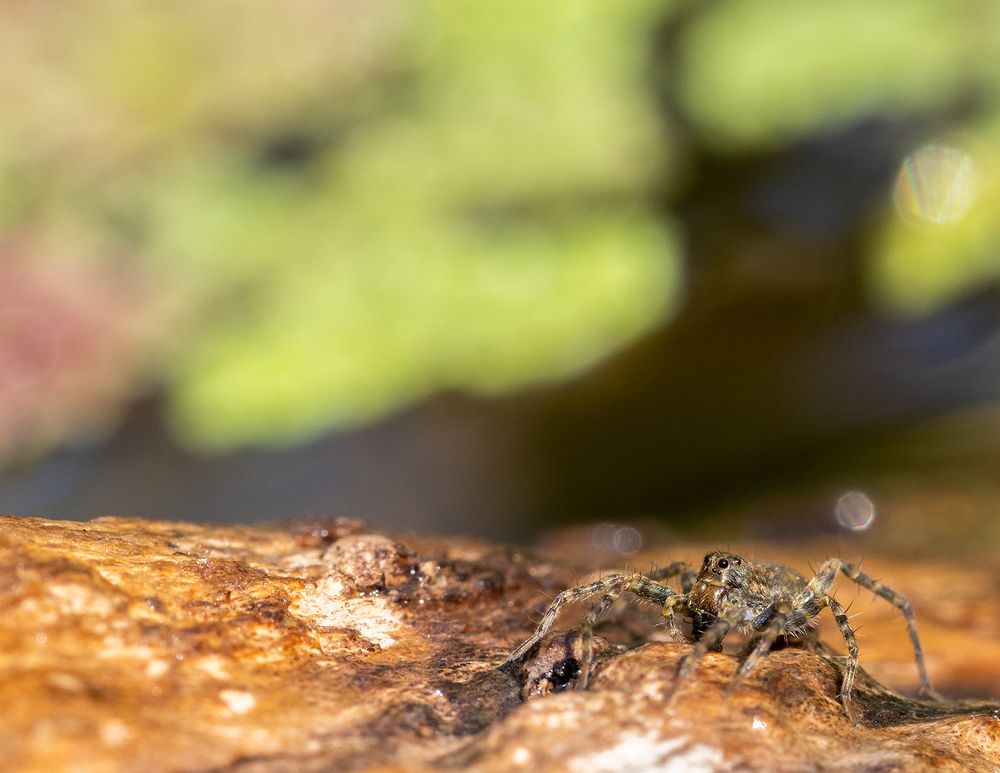 Photograph by vinay abraham mathew