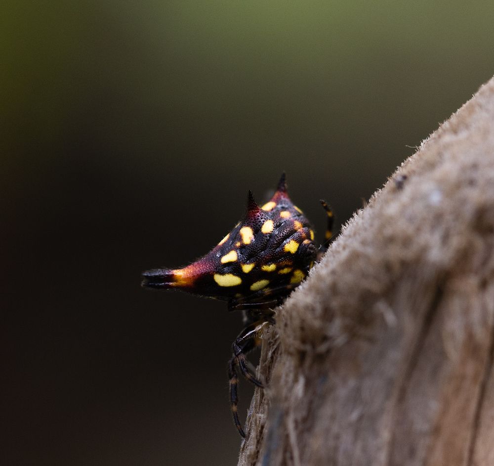 Photograph by vinay abraham mathew