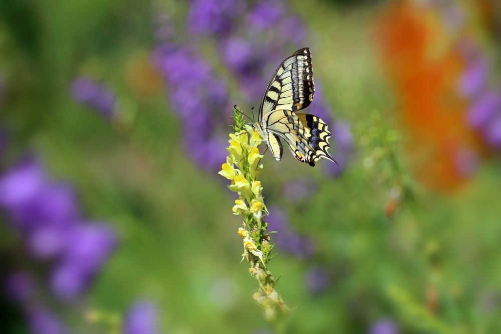 Photograph by Любовь Саханова