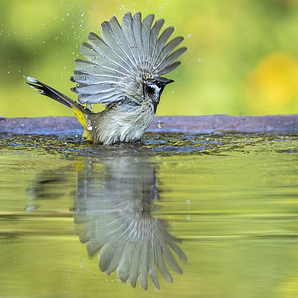 “Until one has loved an animal, a part of one's soul remains unawakened.”