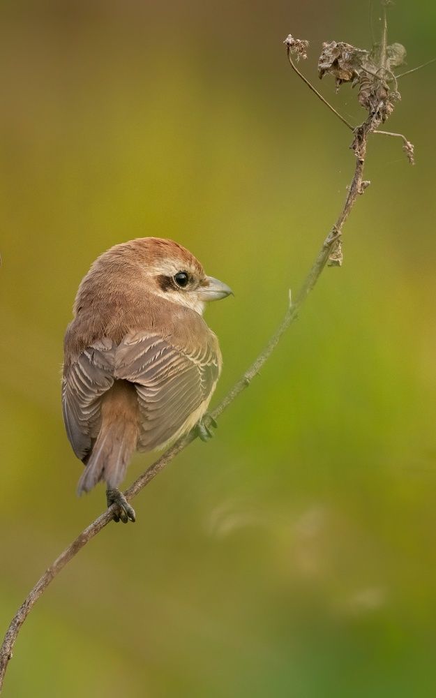 Фотография автора Sougata Pramanick