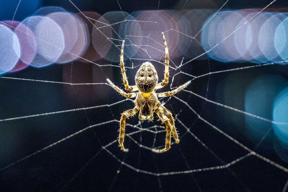 Photograph by Anzela Bazyk