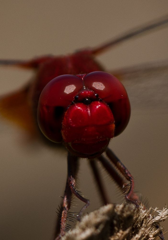 Photograph by vinay abraham mathew