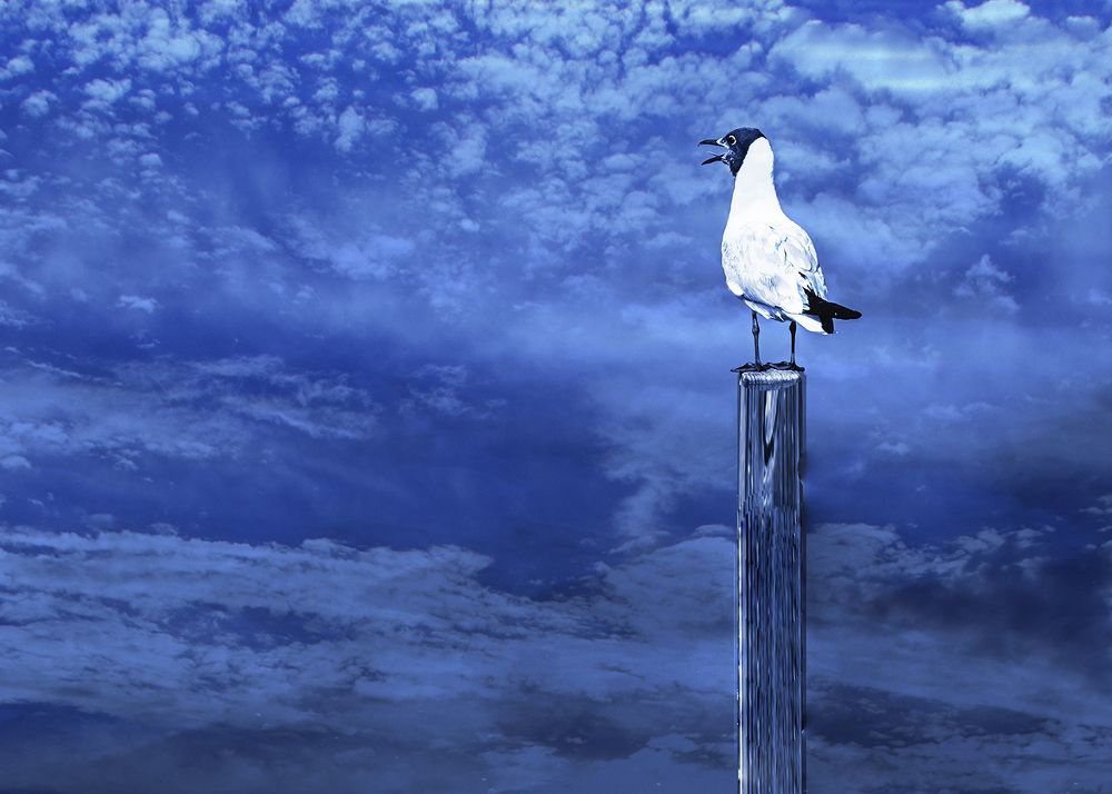 Photograph by kaim merali