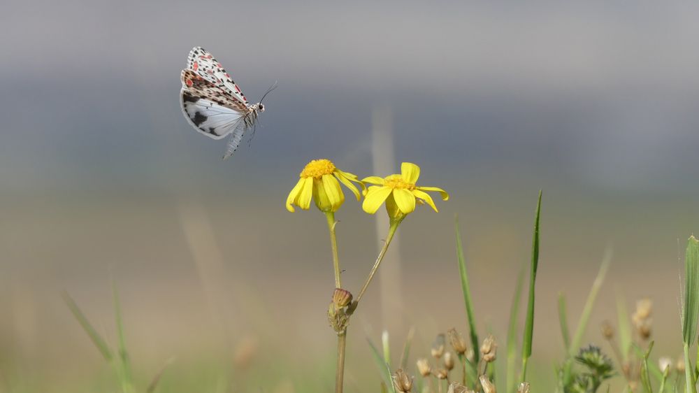 Photograph by ali bakhshi